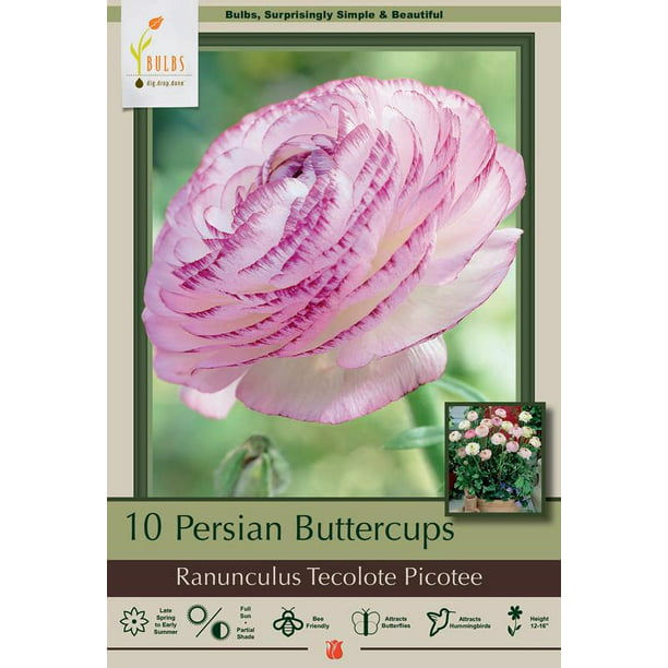 10 Ranunculus Pink Persian Buttercup Fragrant Perennial Spring Garden Plant Bulb 